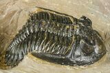 Hollardops Trilobite - Foum Zguid, Morocco #363224-1